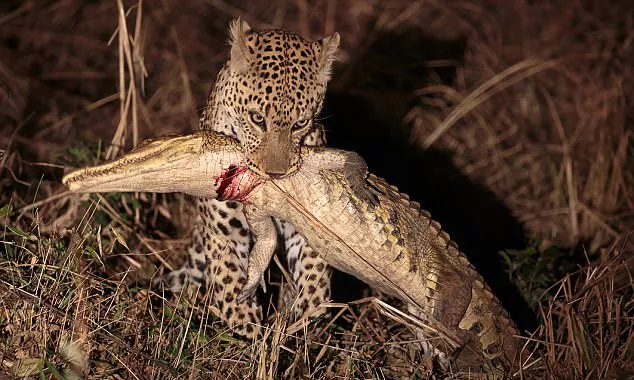 African Leopard Kills and eats Two Metre Crocodile - Sakshi