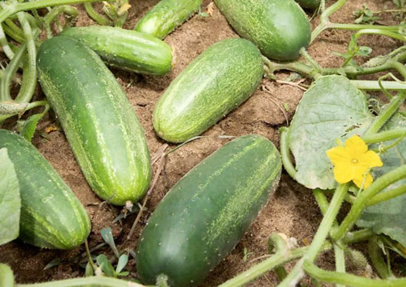 kg Cucumber only one rupee - Sakshi