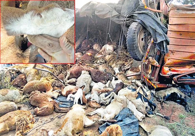 Tragedy in ' Re cycling' of Sheep distribution scheme - Sakshi