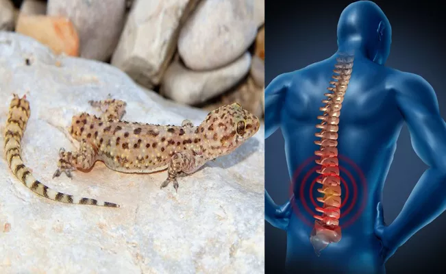 geckos tail cells can help repair human spinal injuries - Sakshi