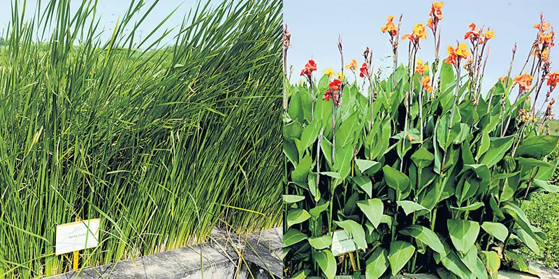 WATER4CROPS–REUSE OF TREATED WASTEWATER DELIVERS HIGHER CROP YIELDS - Sakshi