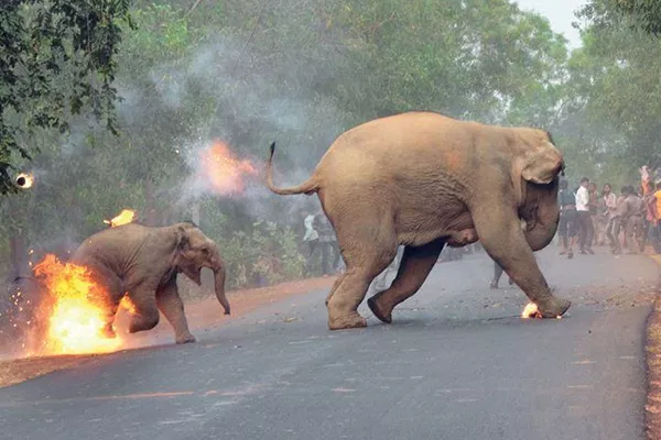 elephant and calf escaping flaming Pic gets award - Sakshi