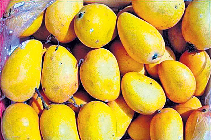 Banganapalle Mango is belongs to the district of Kurnool - Sakshi