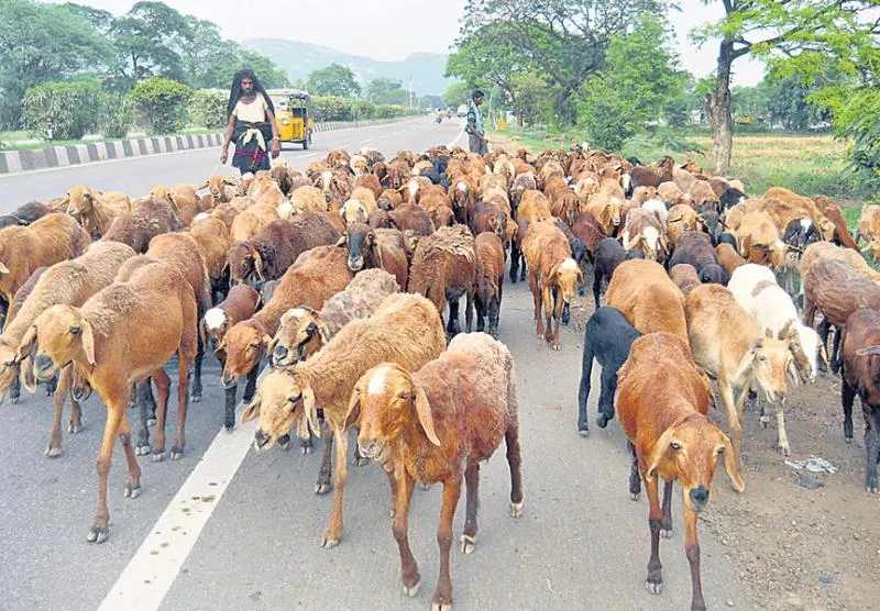 Break for the distribution of sheep! - Sakshi