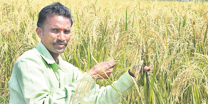 mosquito is the worst in the kharif crops in rice farmers. - Sakshi