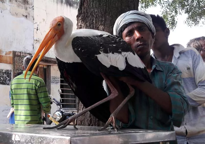 pelicon bird found in wanaparthy district - Sakshi