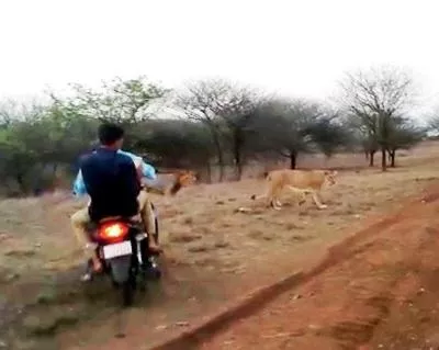 Bikers Chasing Lions In Gujarat - Sakshi