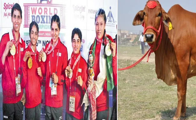 'Desi' cows for women boxing champs - Sakshi