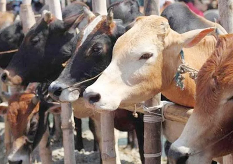 Cattle Mafia in Amaravati - Sakshi