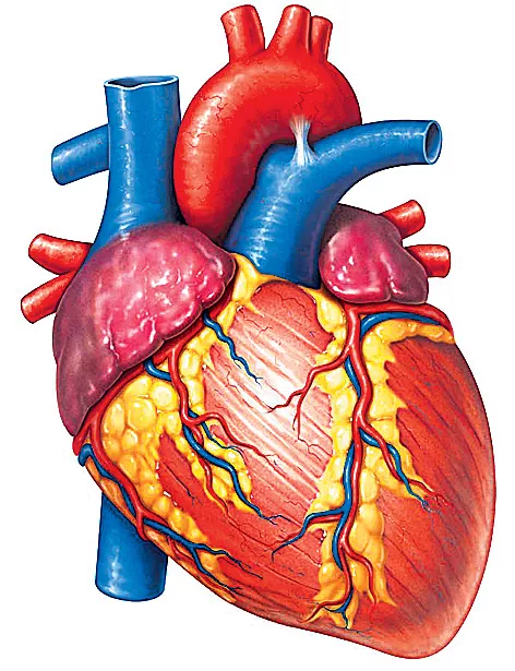 Heart muscle strengthening gel - Sakshi