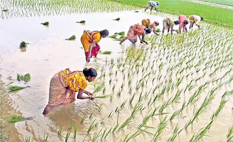 Farmers preferred toward the rice! - Sakshi