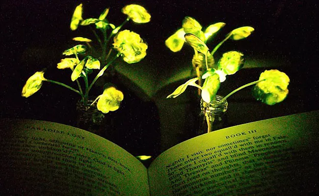 Streetlights could be replaced by glow-in-the-dark trees after scientists create plants that shine like fireflies - Sakshi