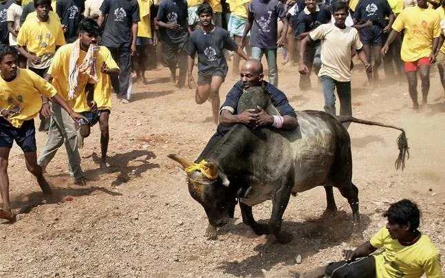 Jallikattu Premier League in Chennai from January 7 - Sakshi