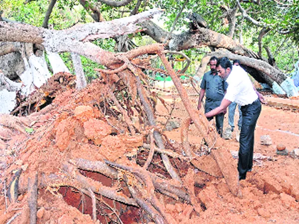 700 year old banyan tree trunk uprooted in Mahabubnagar - Sakshi