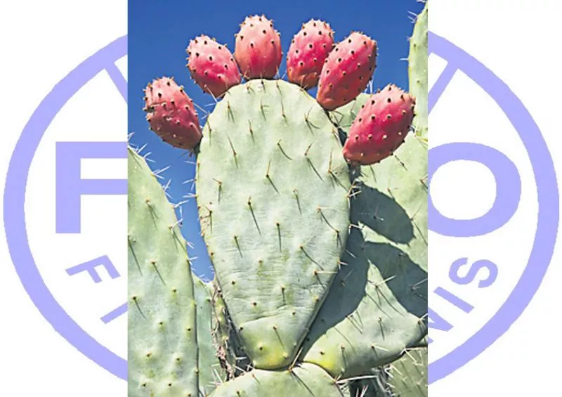 "Time to Put Cactus on the Menu": FAO's Advice on Food Security - Sakshi