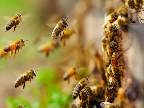 one killed in honey bees attack in bhadradri kothagudem district - Sakshi