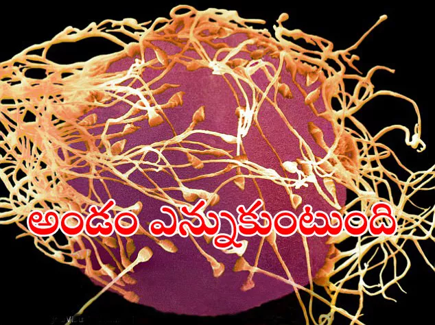 Fertilisation is not random Eggs Choose Best Sperm - Sakshi