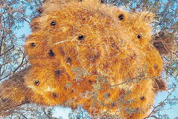 Bird nests - Sakshi