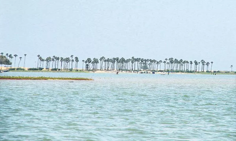 Tamilians cultivating Shrimp Cultivation illegally in 100 acres - Sakshi