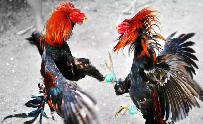 Cock Fights in West Godavari District - Sakshi