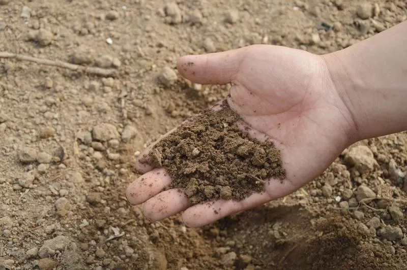 soil take for occult pooja - Sakshi