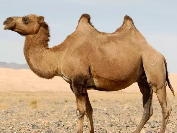 Indian Army plans to introduce camels for patrolling LAC  - Sakshi