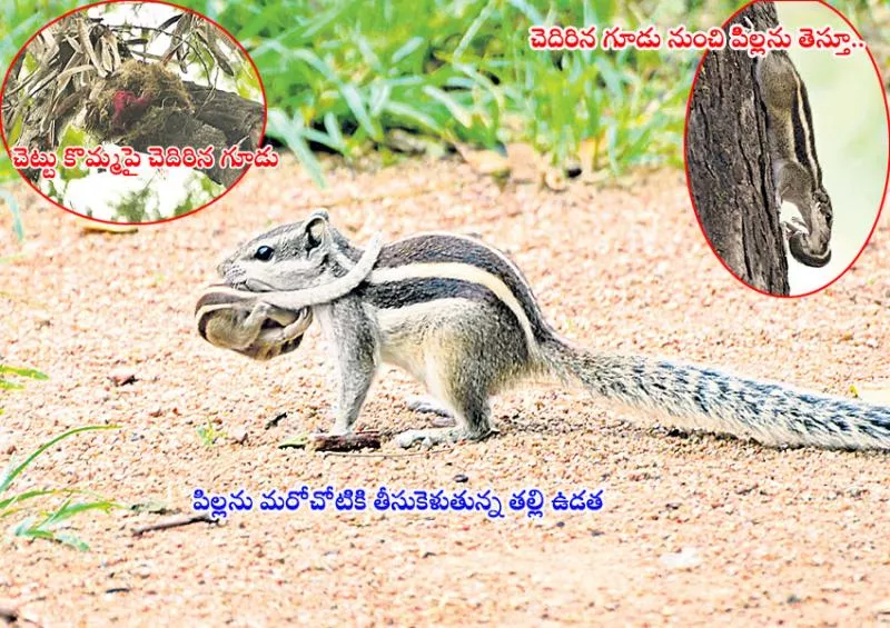 Squirrel love on her baby pics in ou campus  - Sakshi