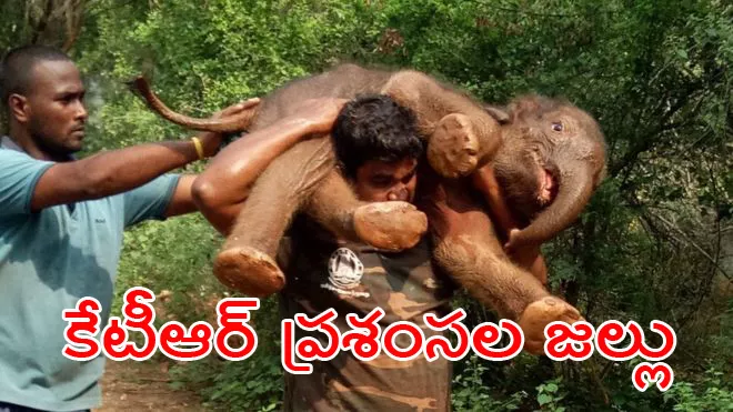 forest guard who saved elephant calf - Sakshi