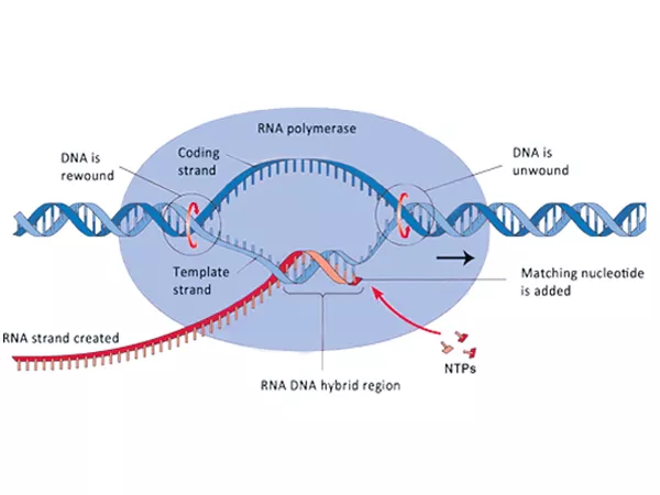  Lifespan prolonged by inhibiting common enzyme  - Sakshi