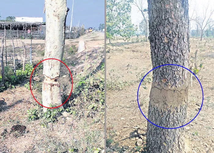 this is how cow dung gives new life to the Jungle - Sakshi