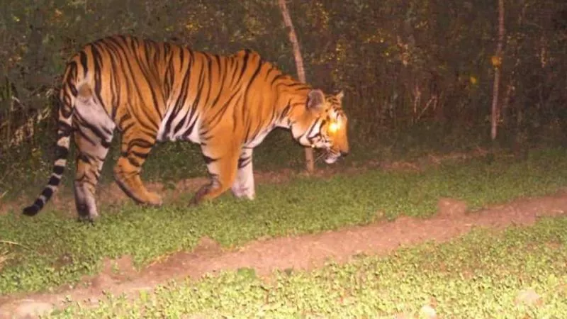 tiger travels 250km across Madhya Pradesh looking for a mate - Sakshi