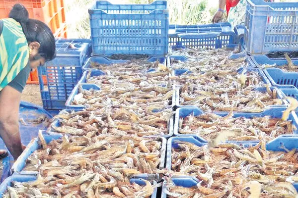 Telangana shrimp soon in the market! - Sakshi