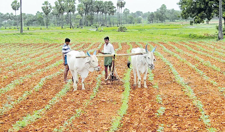 Last year, water was given to a maximum of 7.25 lakh acres - Sakshi