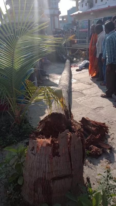 boy died when coconut tree fell down - Sakshi