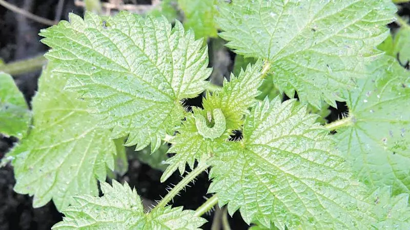 Check for cancer cells with ants and plants poisoning - Sakshi