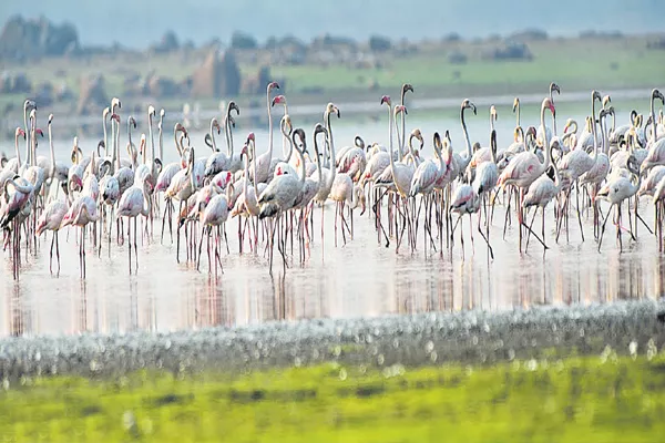 Migratory birds hangama - Sakshi