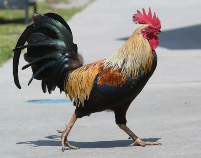 police special focus on cock fights in anantapur district - Sakshi