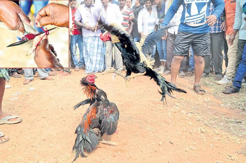 TDP leaders held a cock fight bettings at andhrapradesh - Sakshi