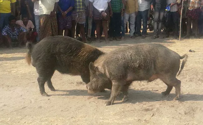 pig competitions in tadipatri - Sakshi