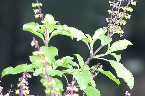 Basil plants in Japan house - Sakshi