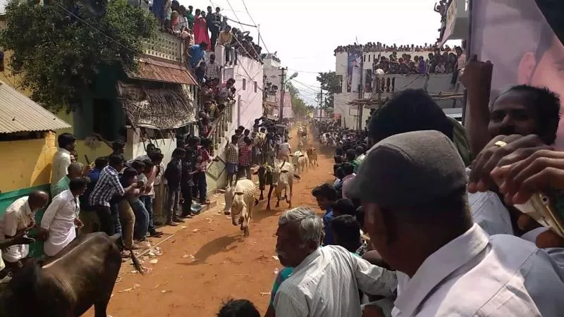 jallikattu celabrations in rangampeta - Sakshi