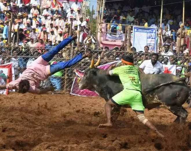 Jallikattu death toll reaches 4 as more spectators killed in Tamil Nadu - Sakshi