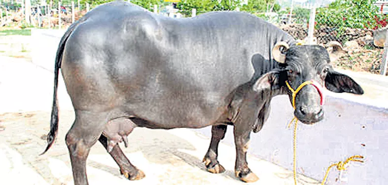 Telangana to offer subsidy for buying buffalo to sc st's - Sakshi