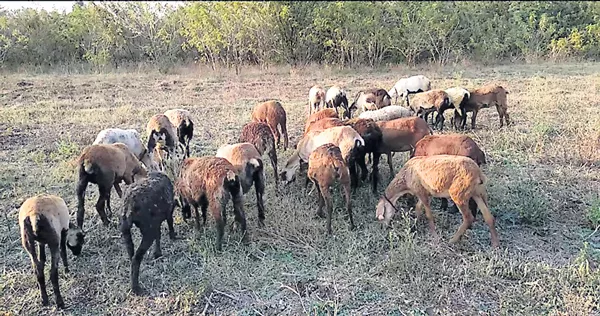 telangana subsidy sheeps Selling to karnataka - Sakshi