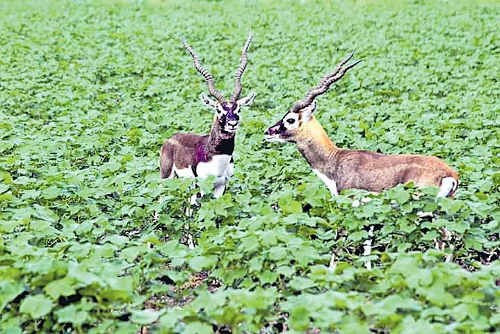 Krishna deer mutton at Vennappalli sanctuary - Sakshi