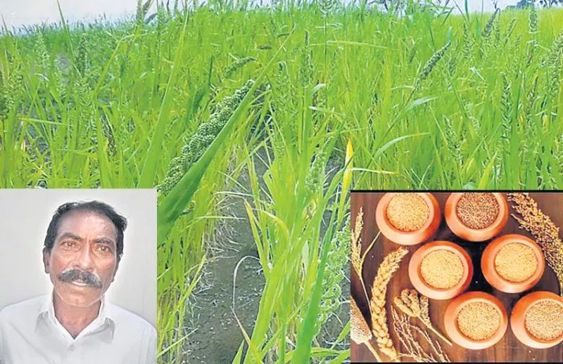 'Siri Dhania is the real food crops!  - Sakshi