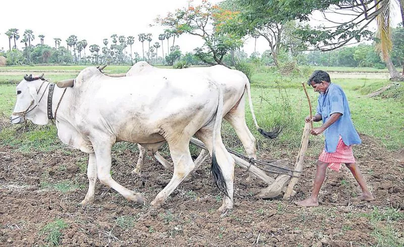 Investment Assistance Scheme to the farmers - Sakshi