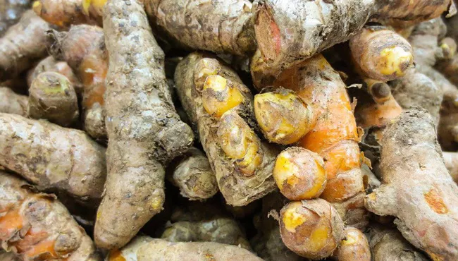  turmeric farmers demands for minimum support price in market - Sakshi