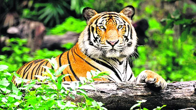 census of wild animals in warangal - Sakshi