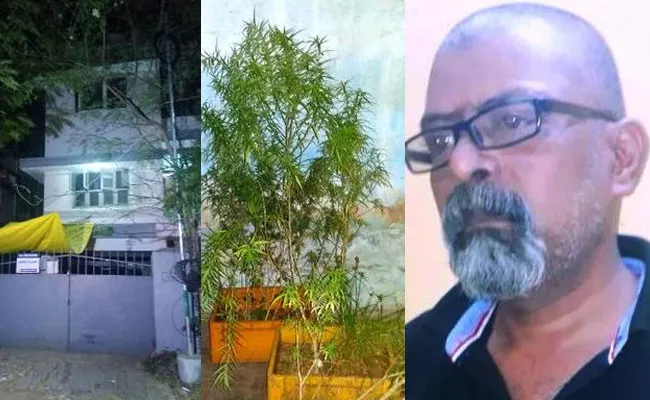 engineer cannabis plant trees on house roof - Sakshi